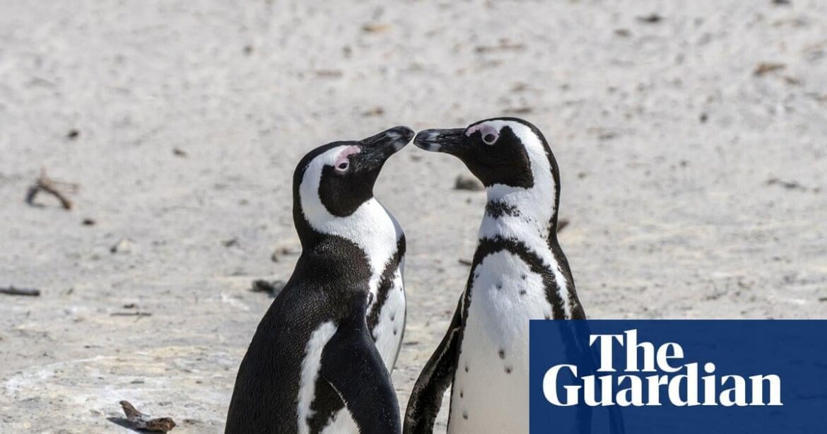 60,000 African penguins starved to death after sardine numbers collapsed – study
