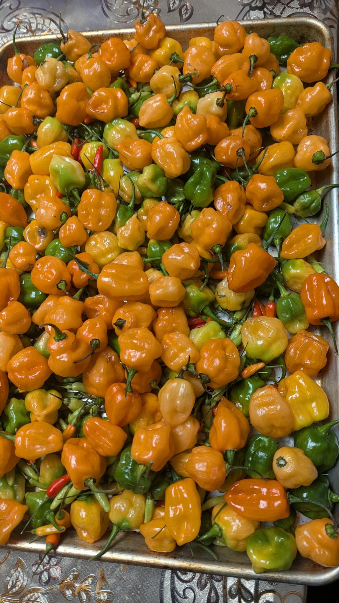 The season is over and now ready for a hot winter.