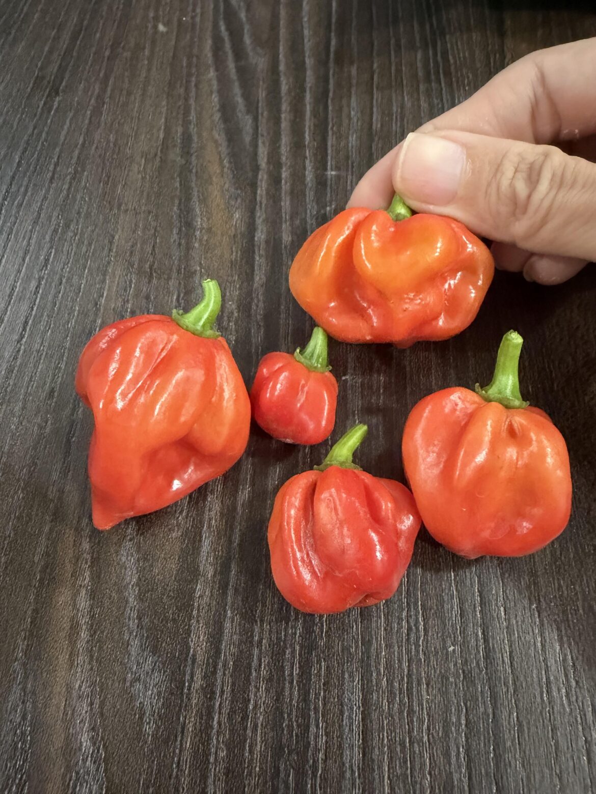 I was sold this as a Ghost Pepper plant - update