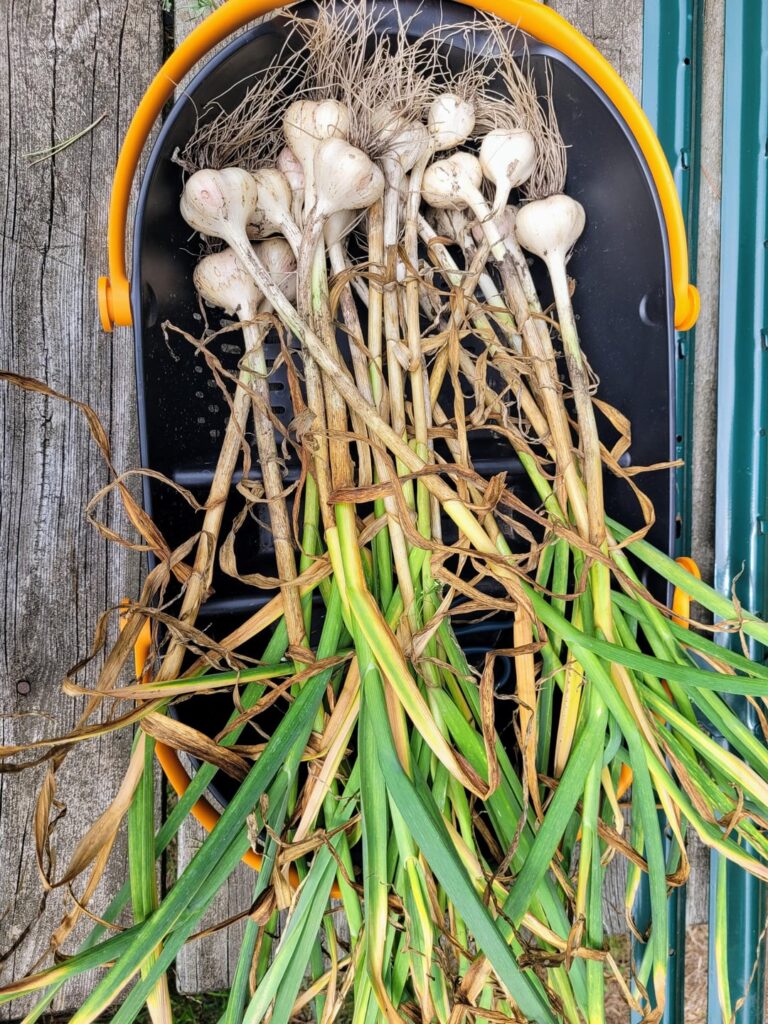 Garlic Haul 2025