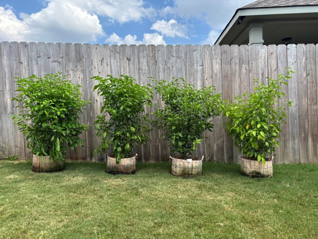 Help me optimize my outdoor space - Central TX