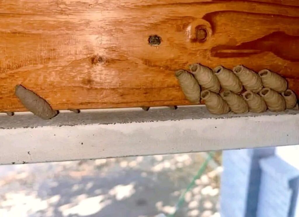 What are these things? Found above the garage door.