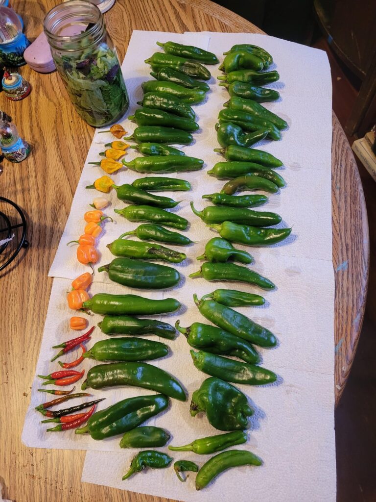 Wooohooo peppers from my basement!