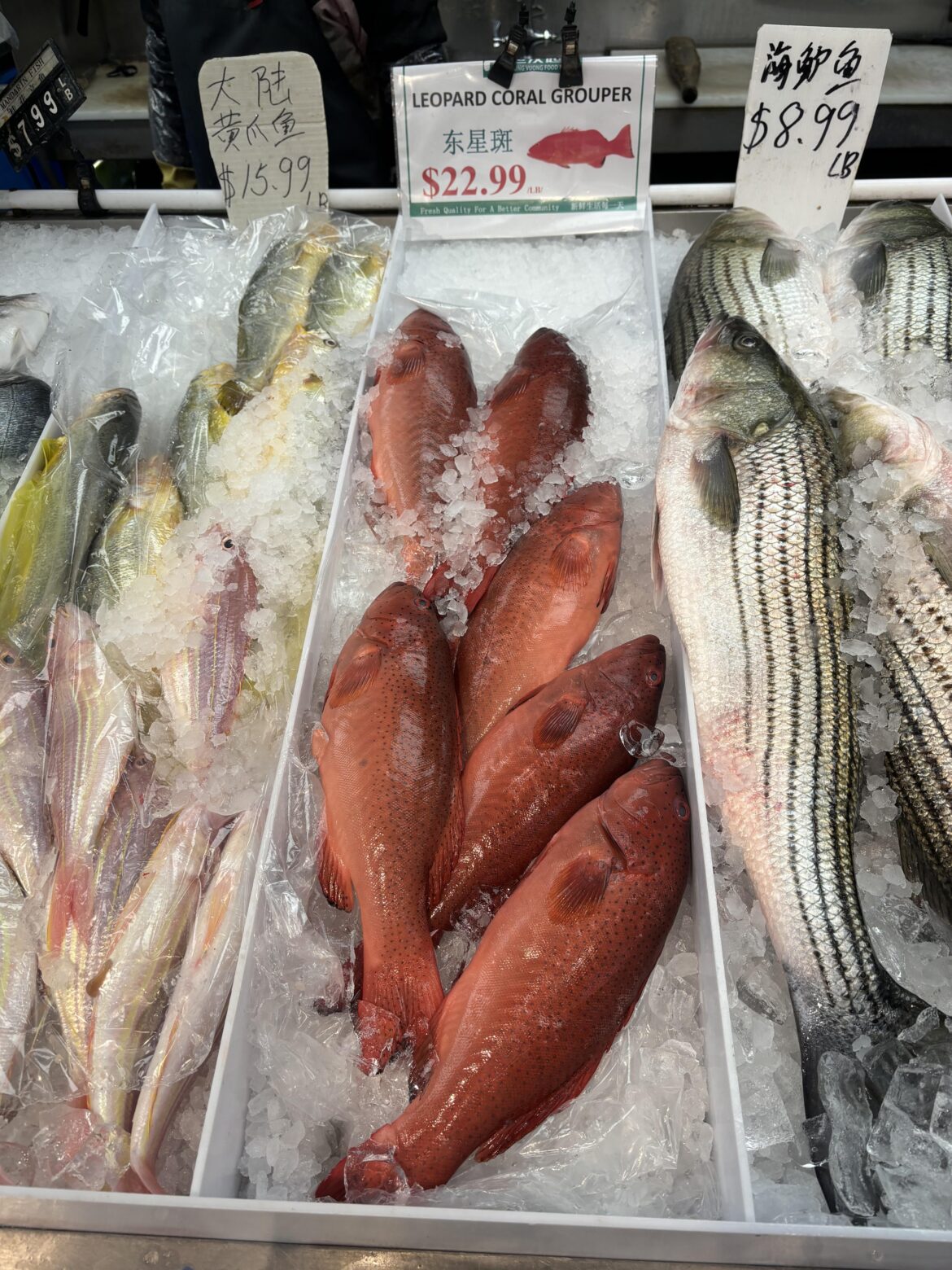 Leopard Coral Grouper tasty?