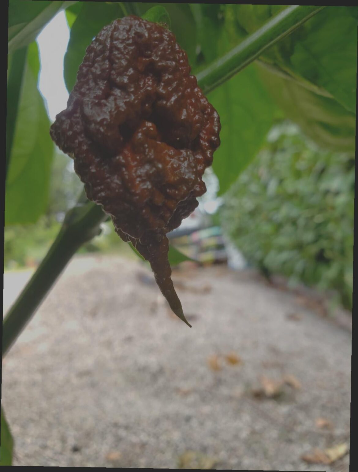 Chocolate Reaper🔥