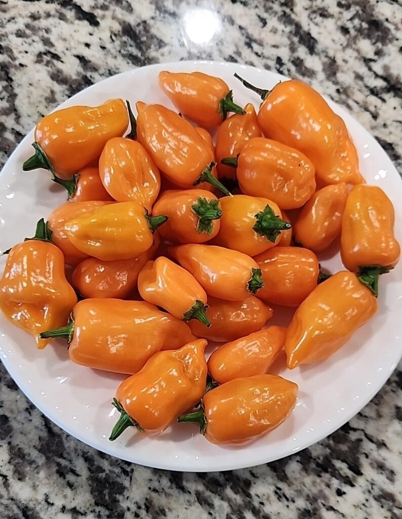 Habanero Chilis!