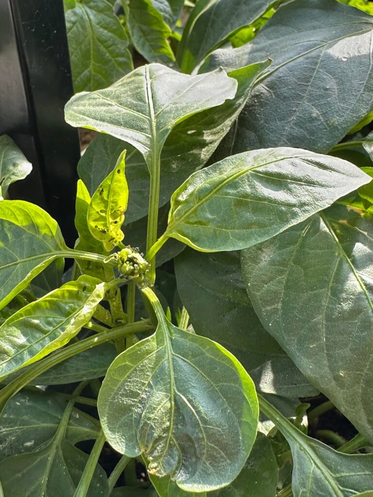 How can I safely get rid of these in my pepper plant?