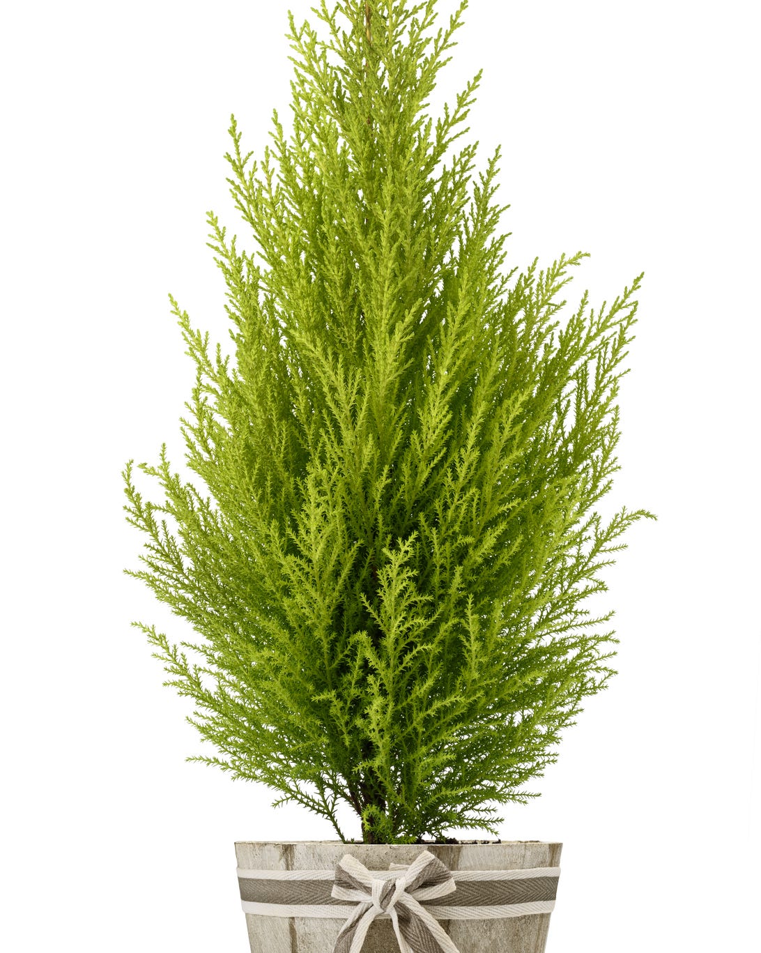 lemon cypress christmas plant