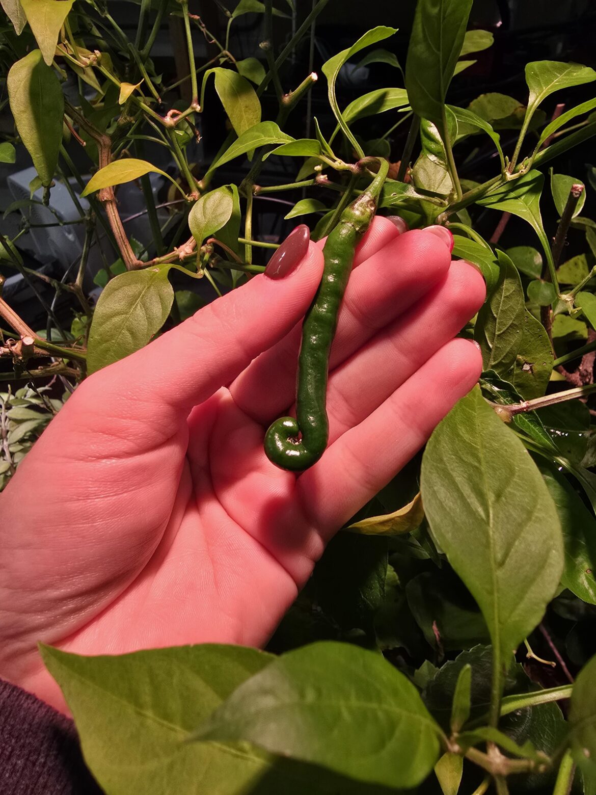 Why does this pepper look so silly? It is like: 🤔