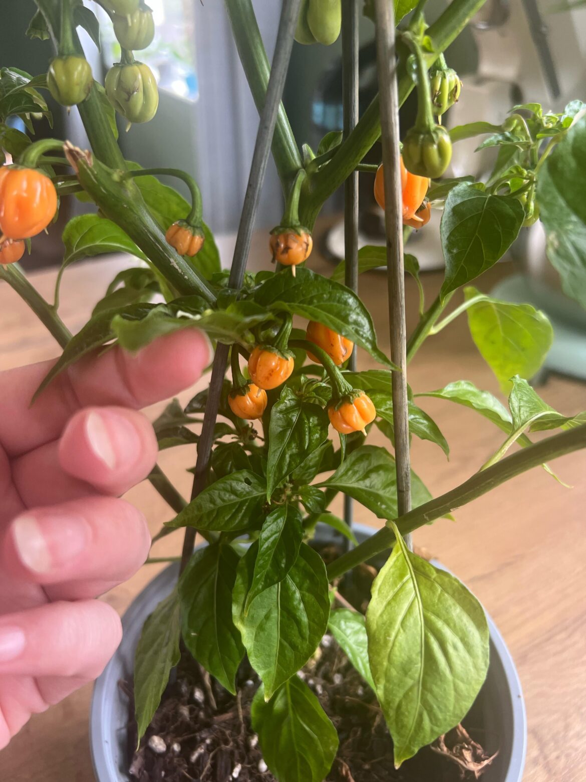 TINY ripe Habanero pepper