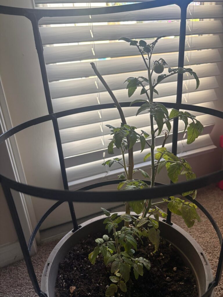 wow it’s growing back wow it’s growing back