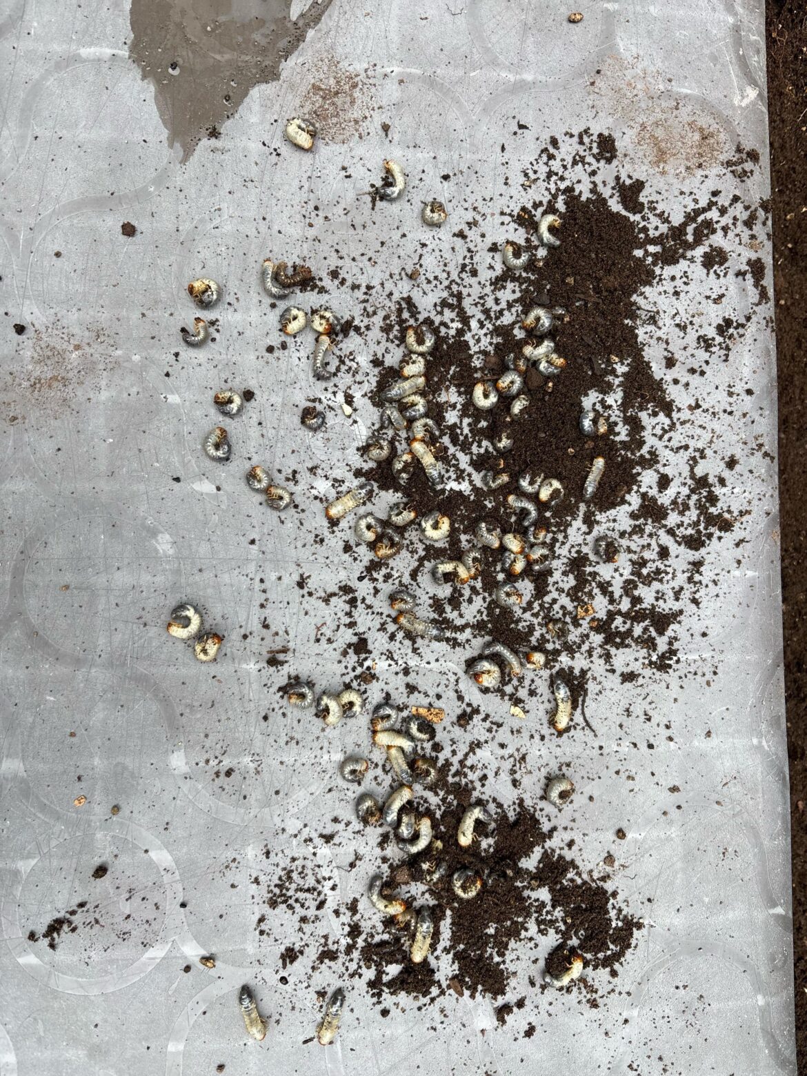 Grub takeover Grub takeover