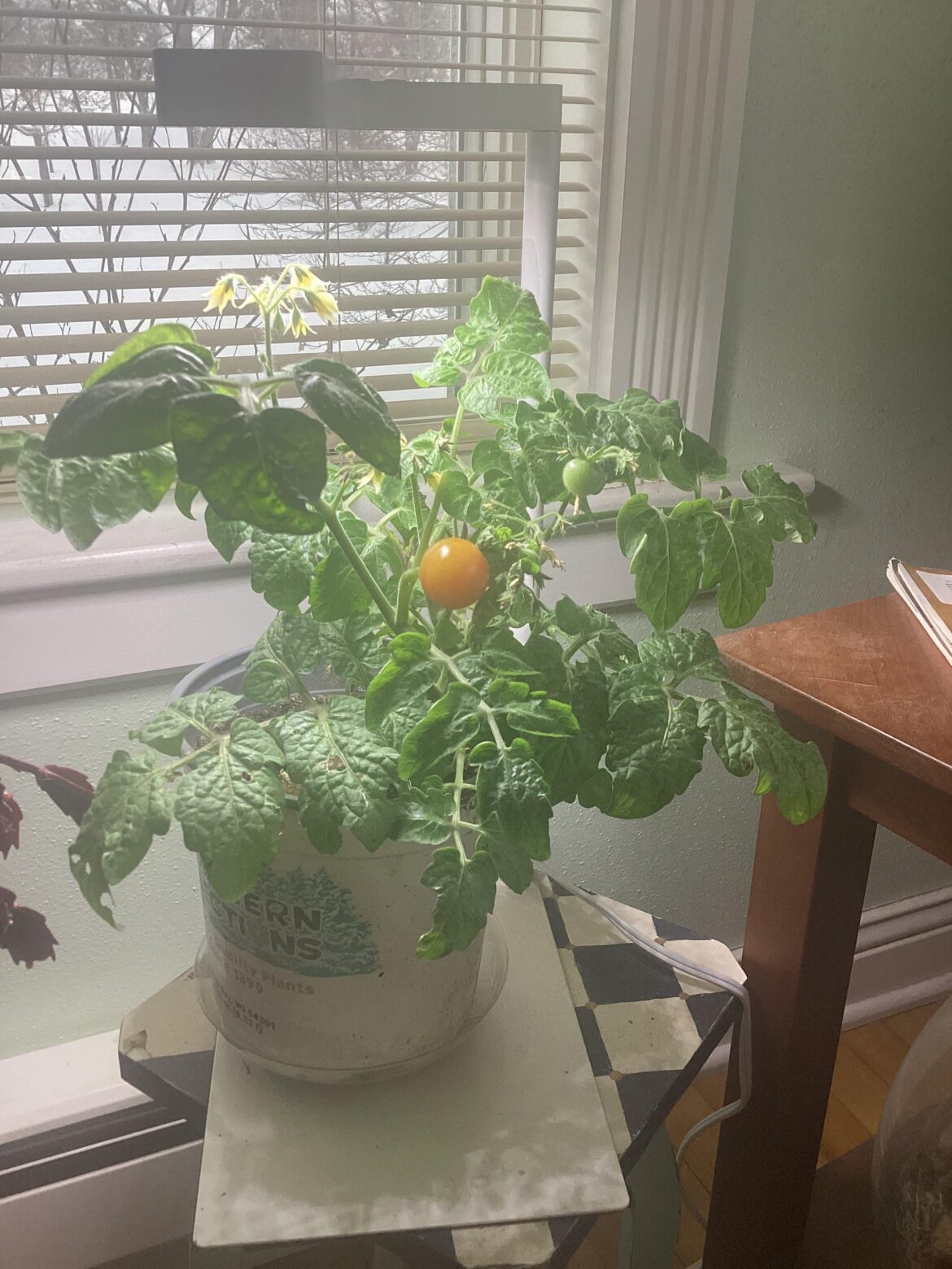 Indoor tomatoes!