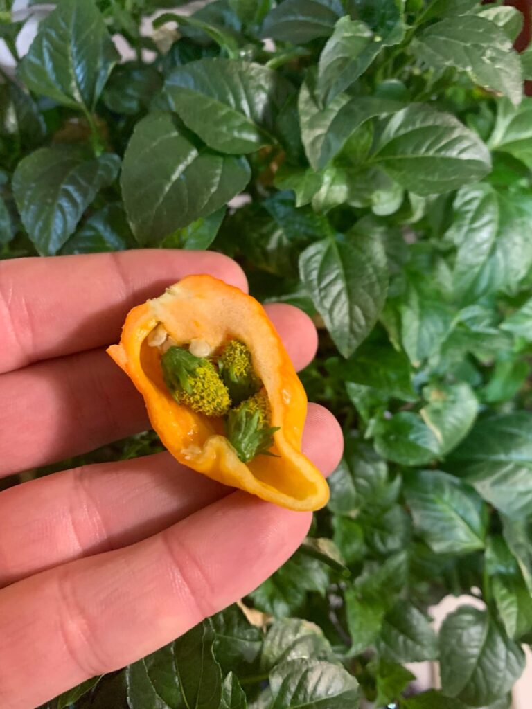 Guys… I made something. I need help naming it.