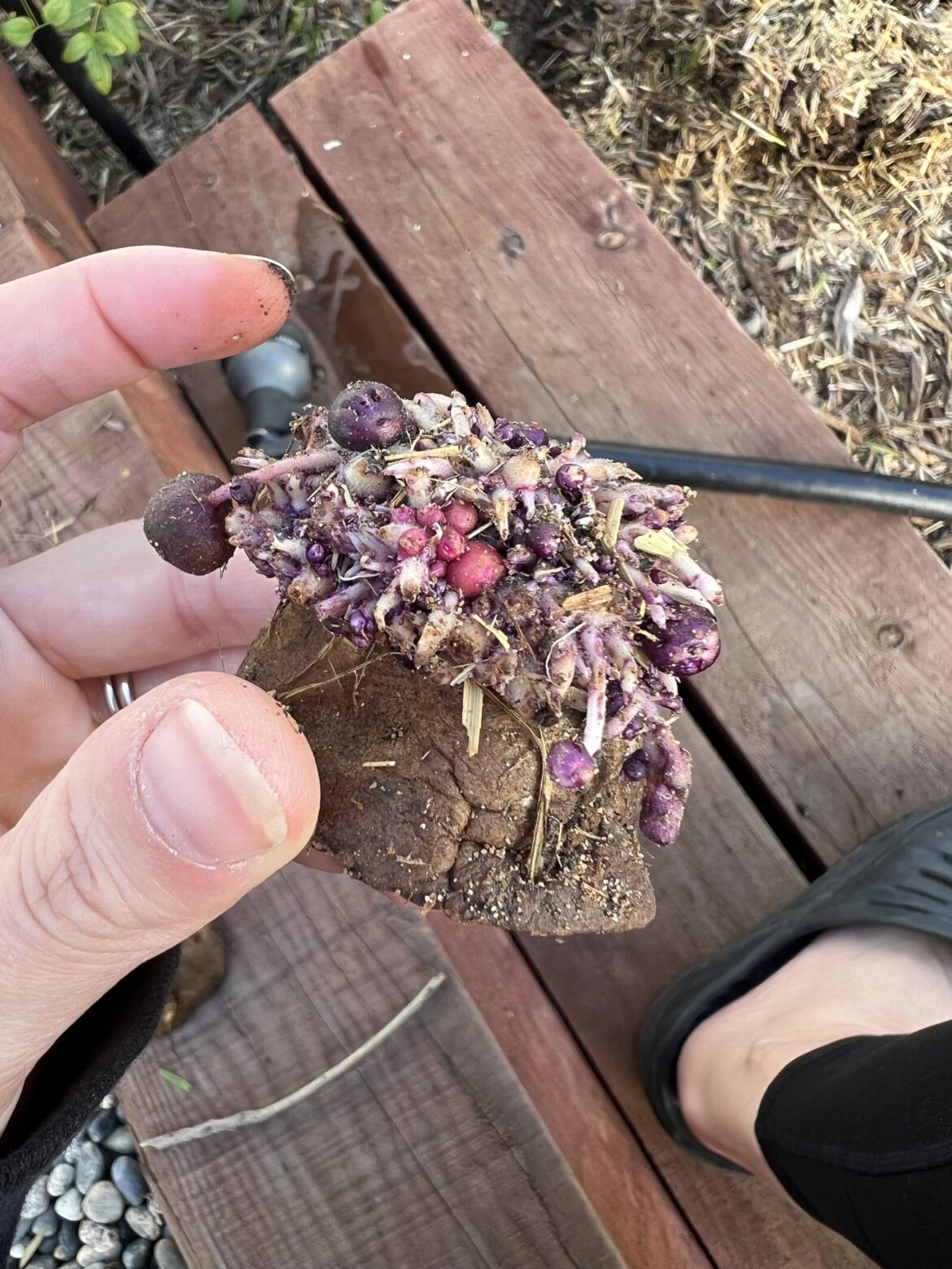 What happened to my potatoes?