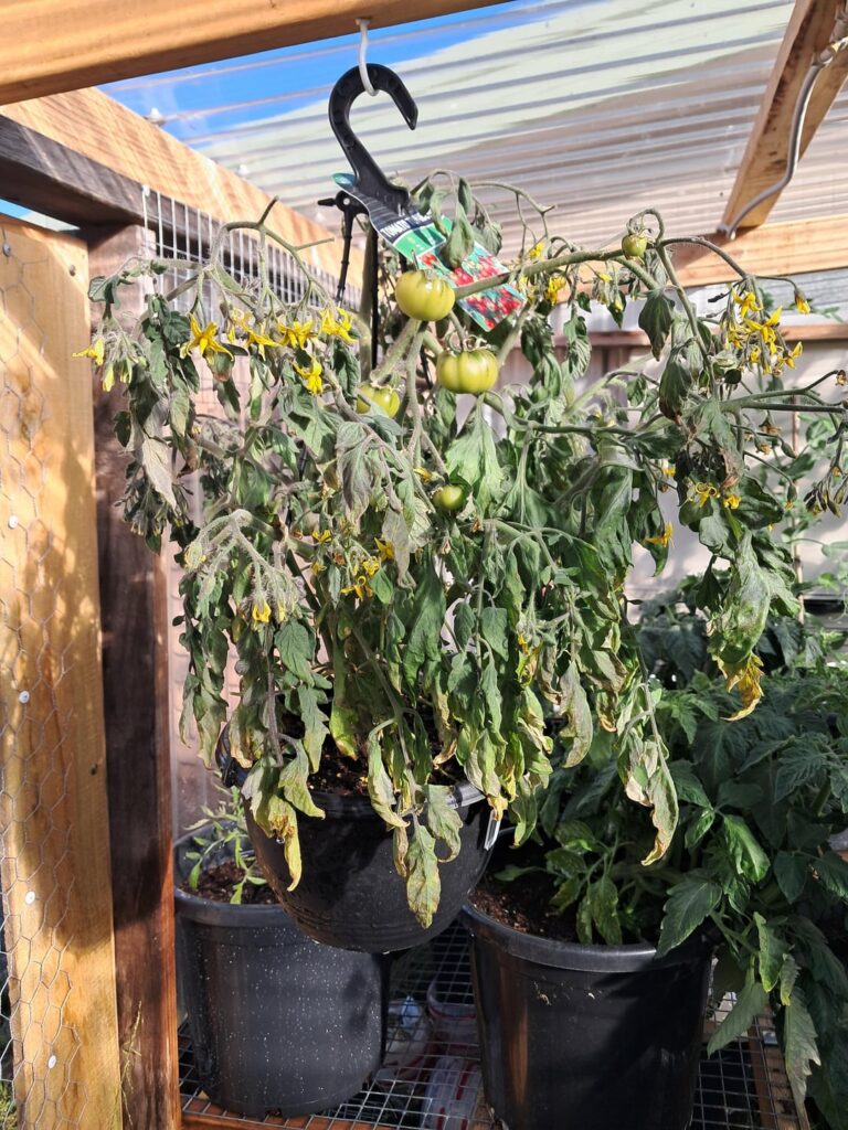 Why are my tomato plants sad?
