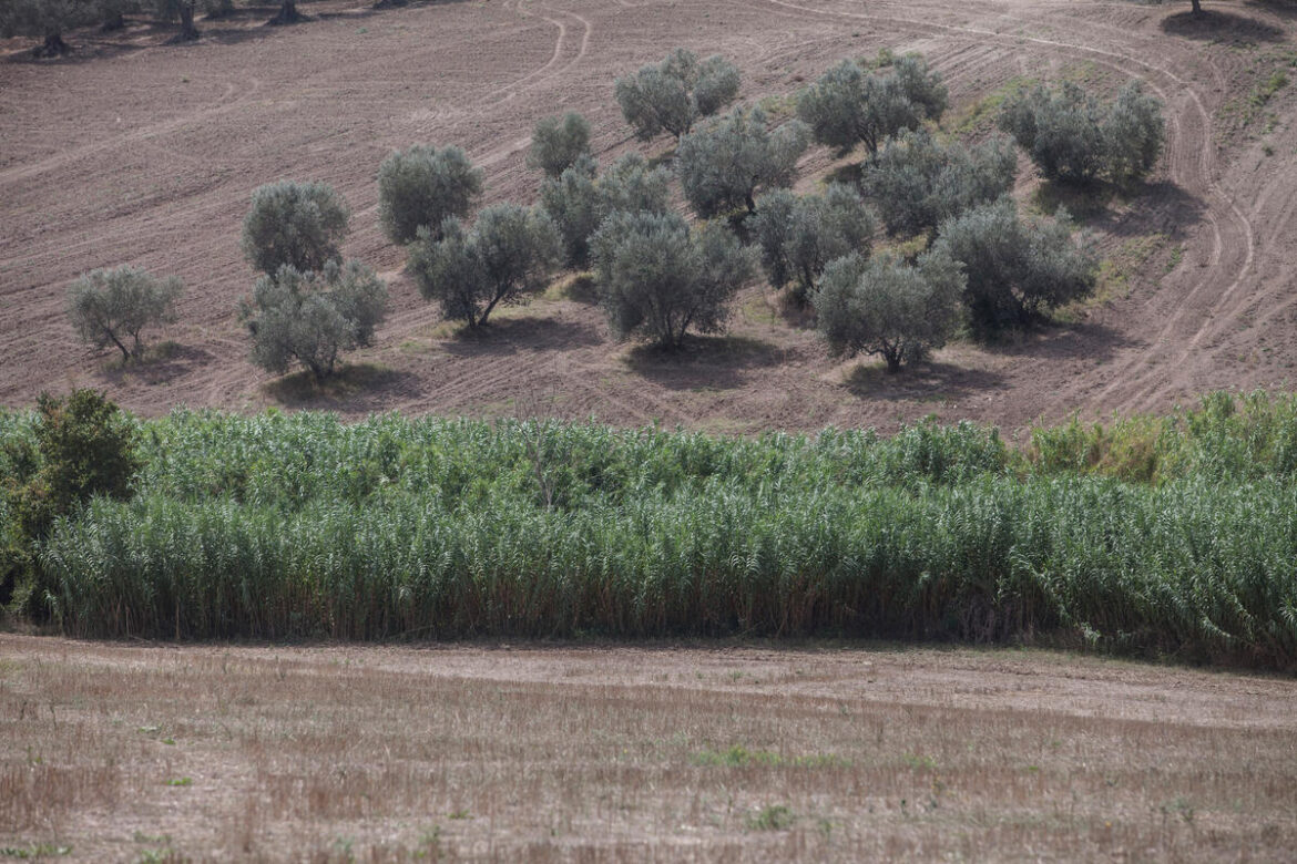 UN Establishes International Mediterranean Diet Day