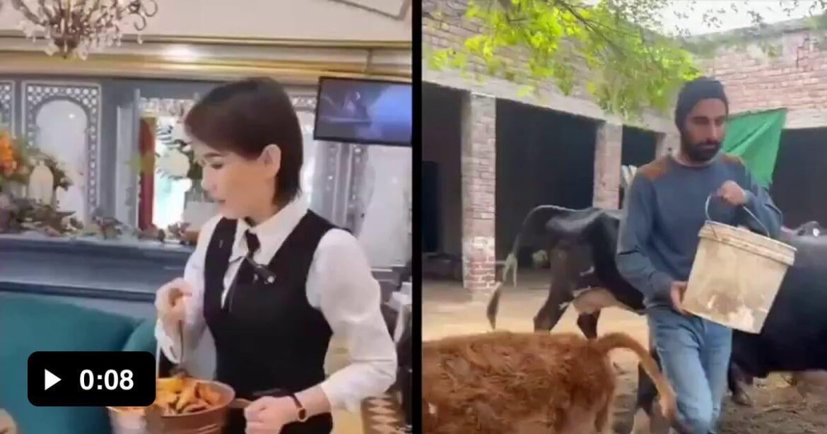 At least the cattles had a trough!