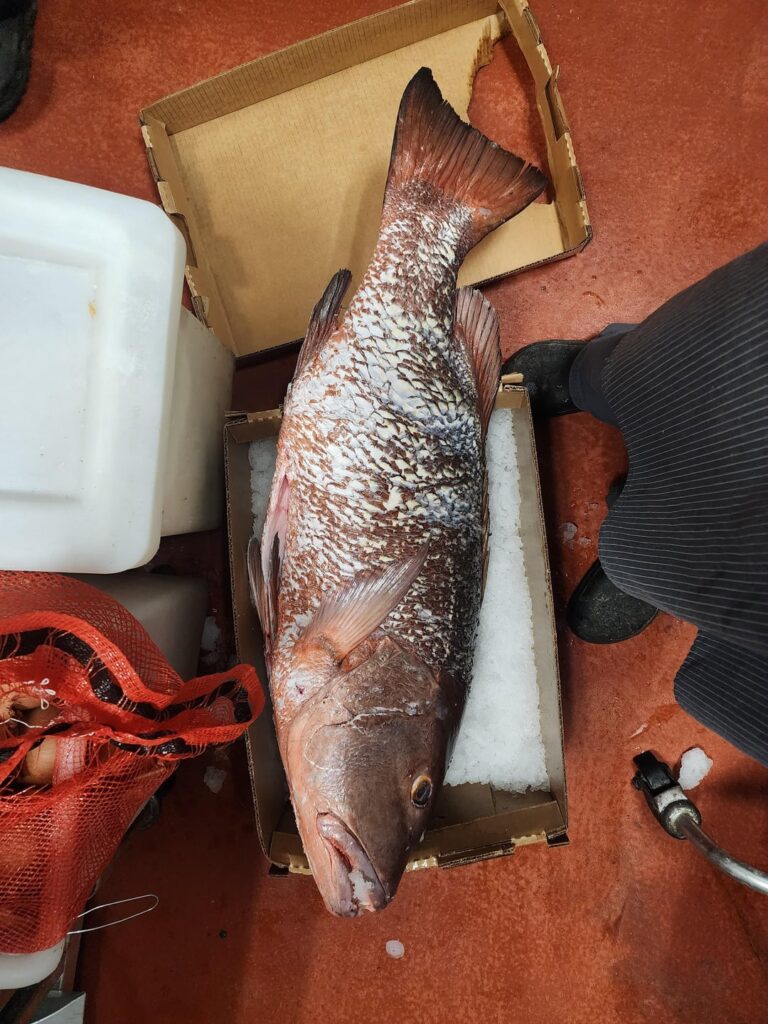 I had the pleasure of breaking down a 40lb Cubera Snapper.