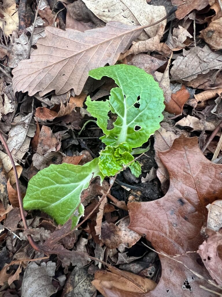 What’s eating my greens? 🤨