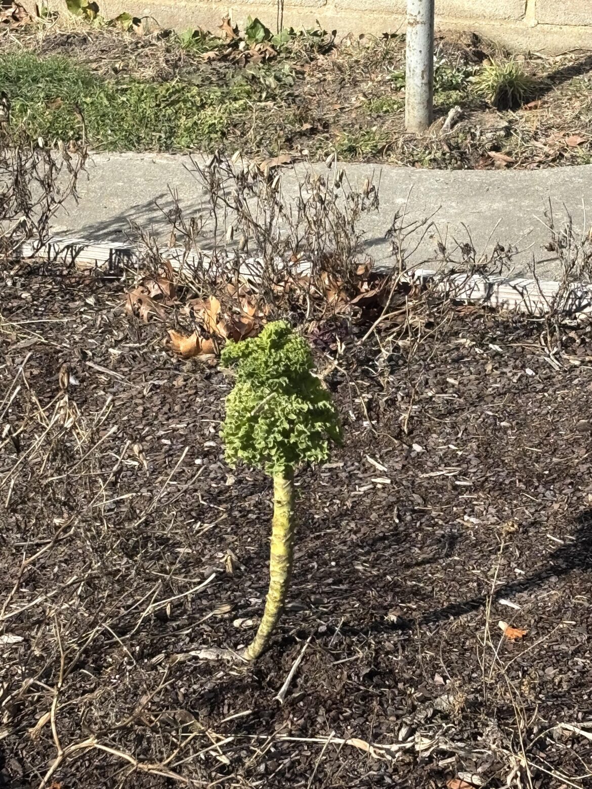 This kale plant is over 365 days old.
