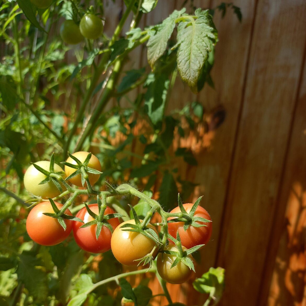 Our first wave of mini tomato harvest