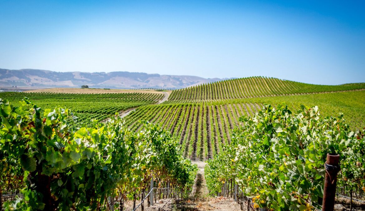 California Wine Country Feeling the Crush of Market Pressures