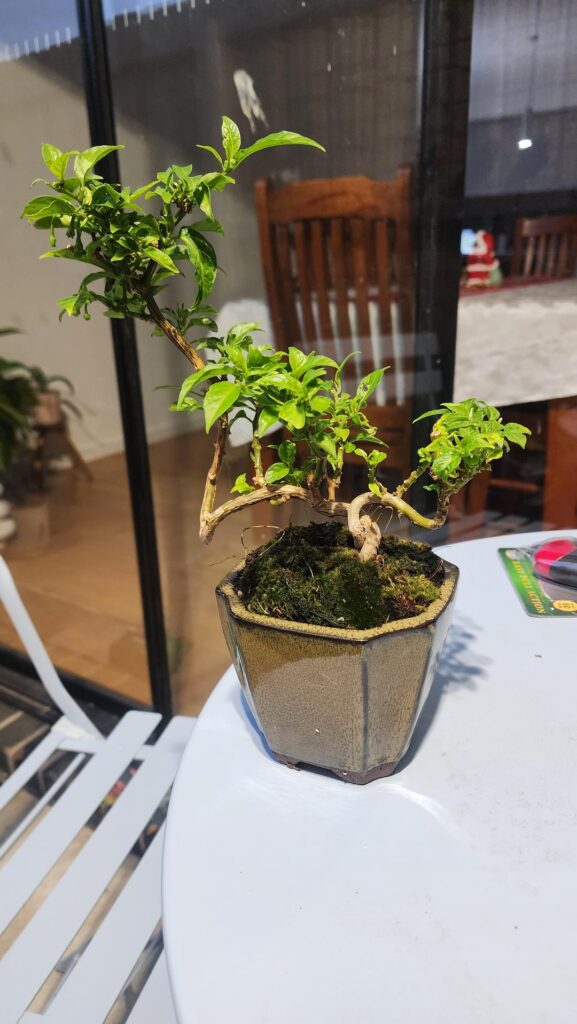 My twisted chilli bonsai