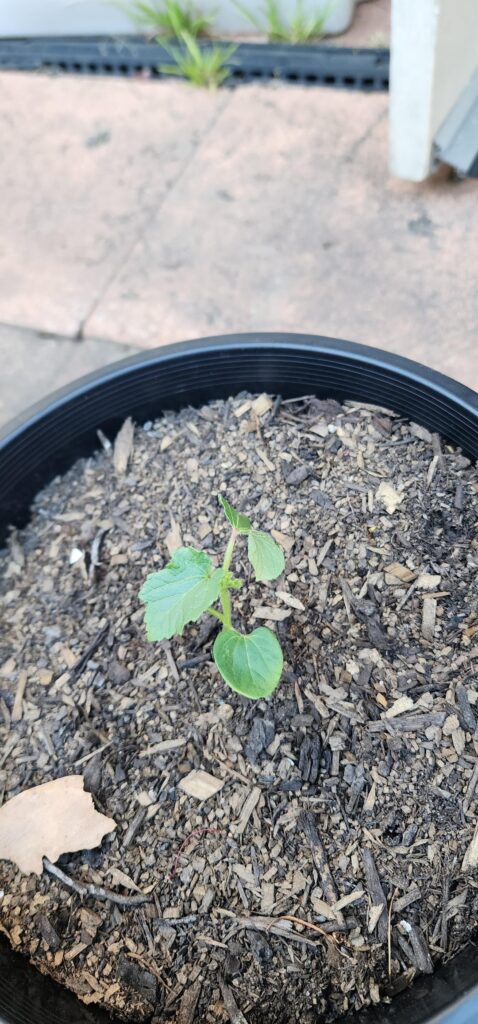 Okra plants grow were stunted and now leaves are yellowing