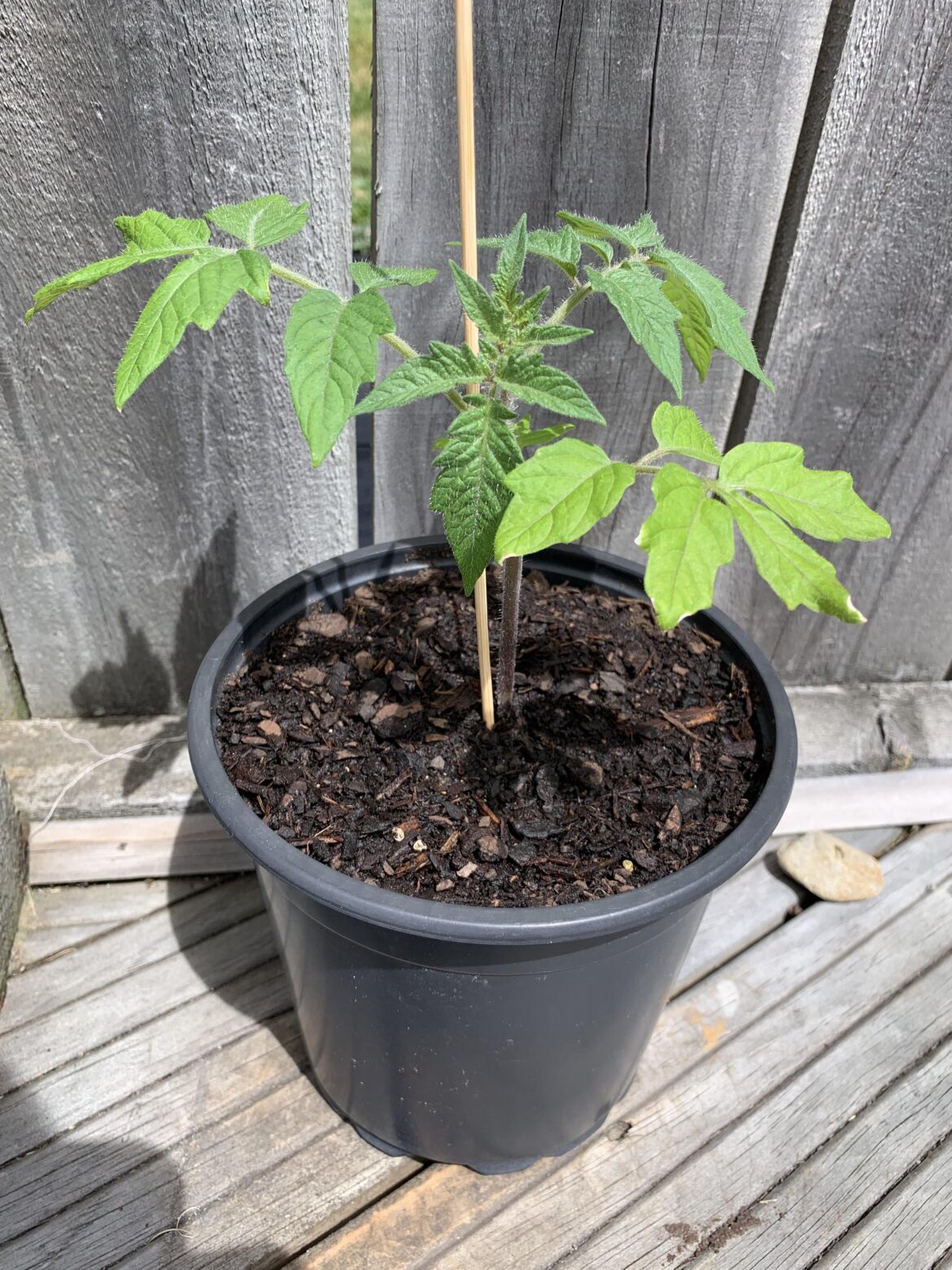 My money maker tomato