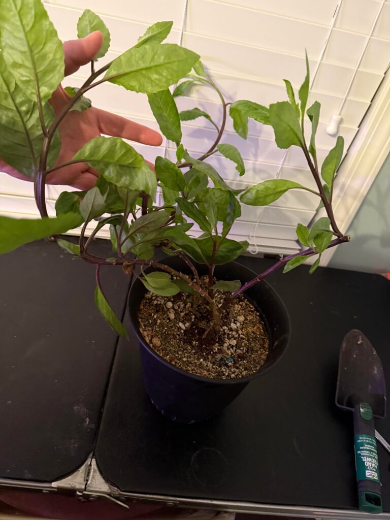 Loving the longevity spinach (Gynura procumbens)