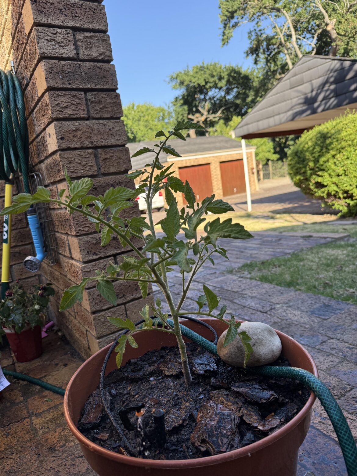 Best stabilisation for this plant? Best stabilisation for this plant?