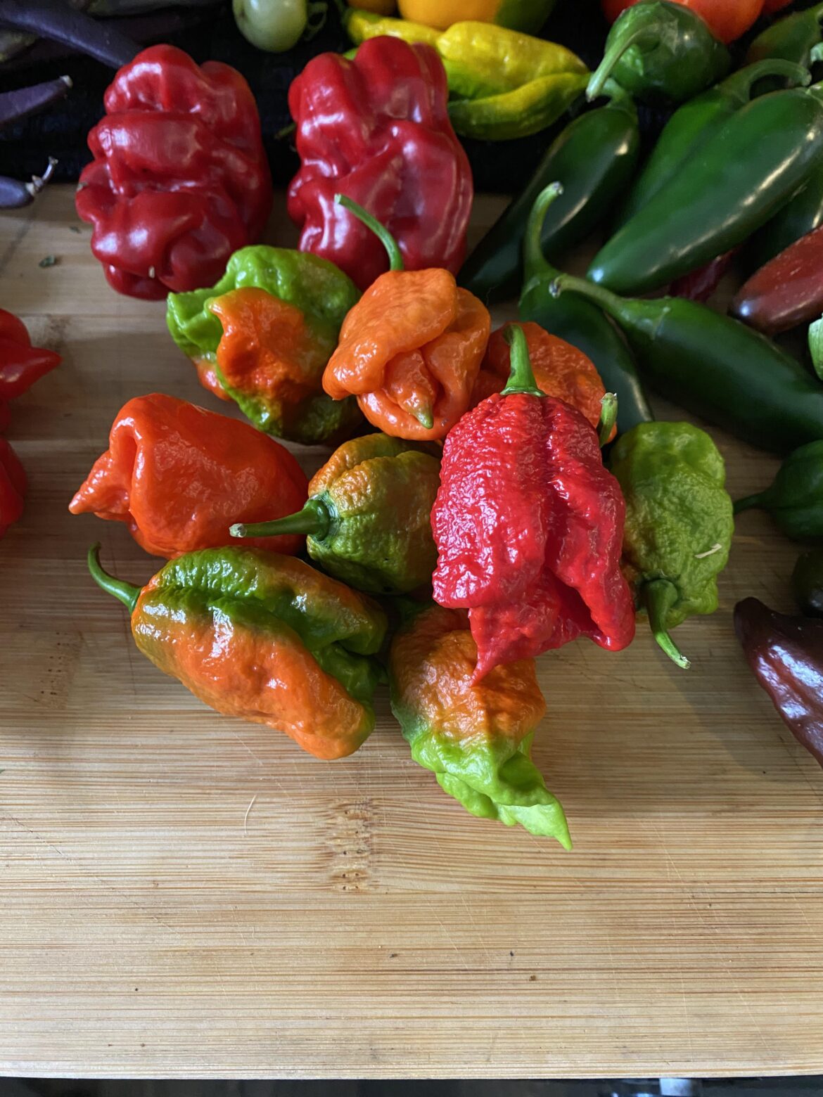 This was a great year for peppers 🌶️