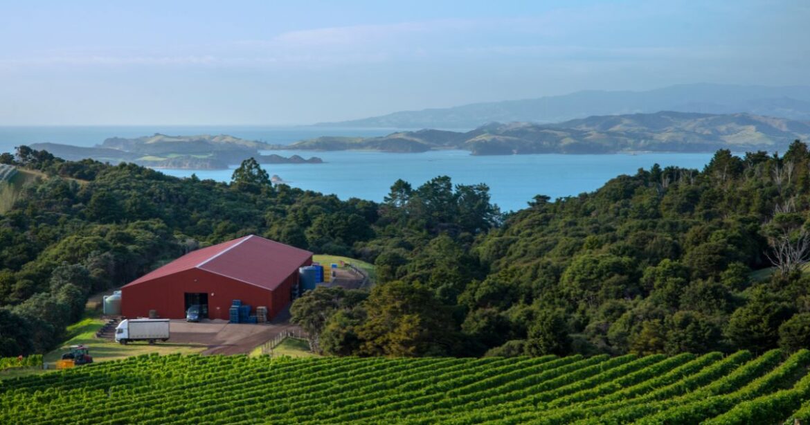 a quick guide to New Zealand wine