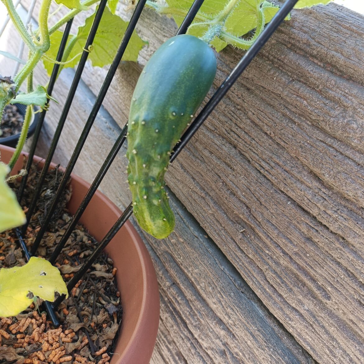 Is this wonky cucumber ready?