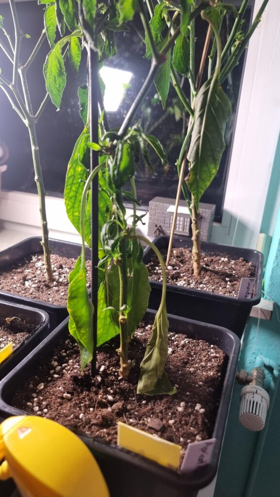 No leaves, no Aphids! This spray works 🙃 No leaves, no Aphids! This spray works 🙃