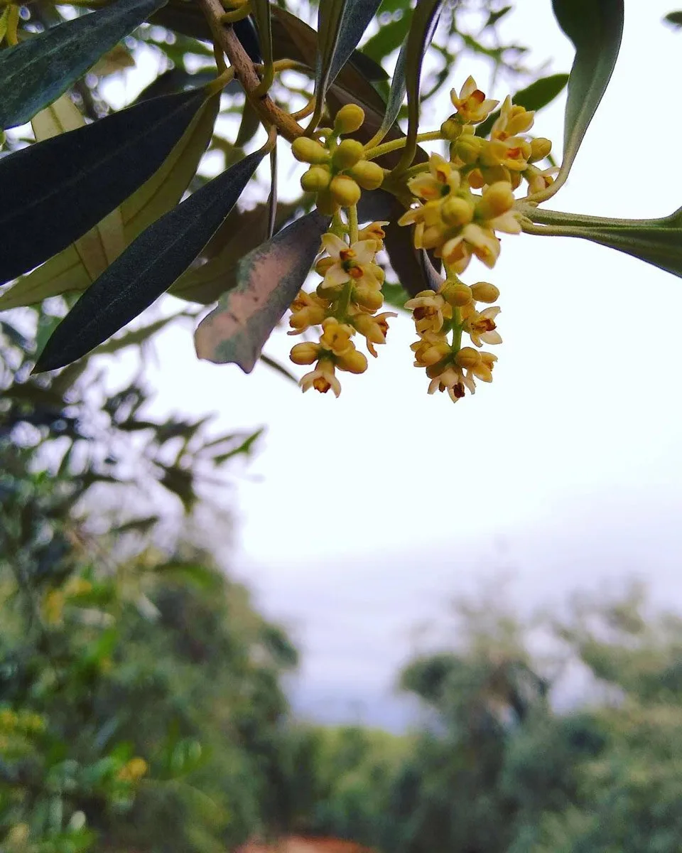 flower of olive tree in Mendoza, Argentina