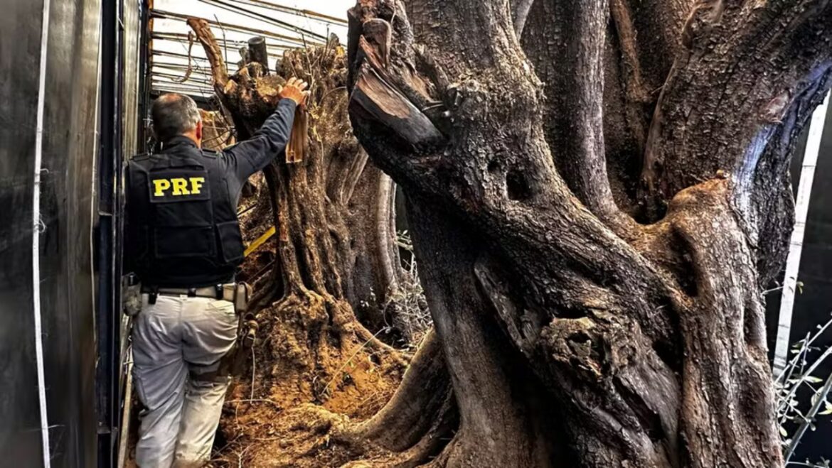 Centuries-old olive trees valued at R$100 cross Brazilian border: a coveted item in mansions and luxury condominiums, putting olive oil producers in Brazil at risk.