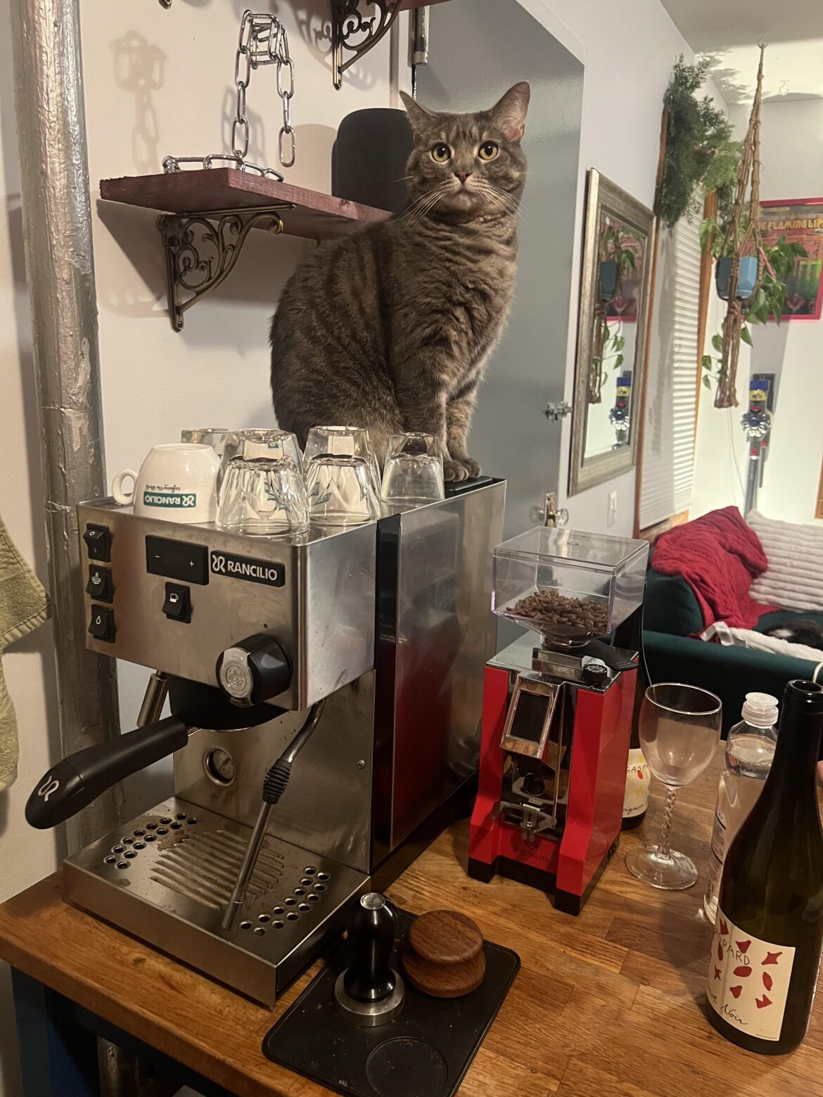 Cat on Rancilio