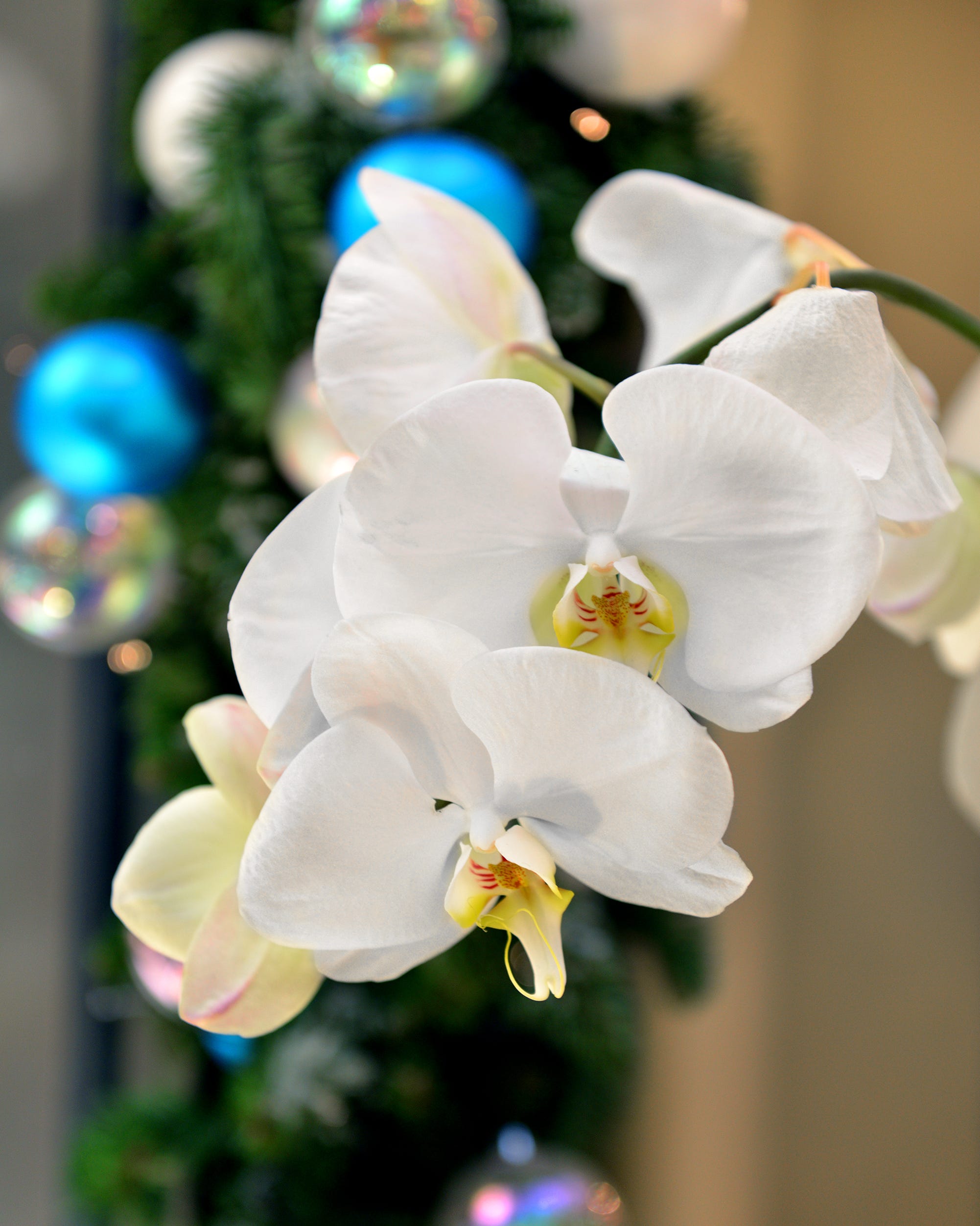 moth orchid christmas plant