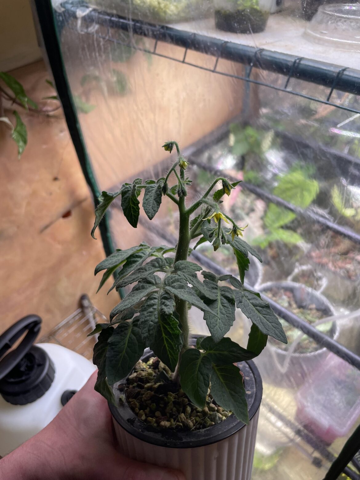 Lil micro tomato grow for the winter 🍅🍅