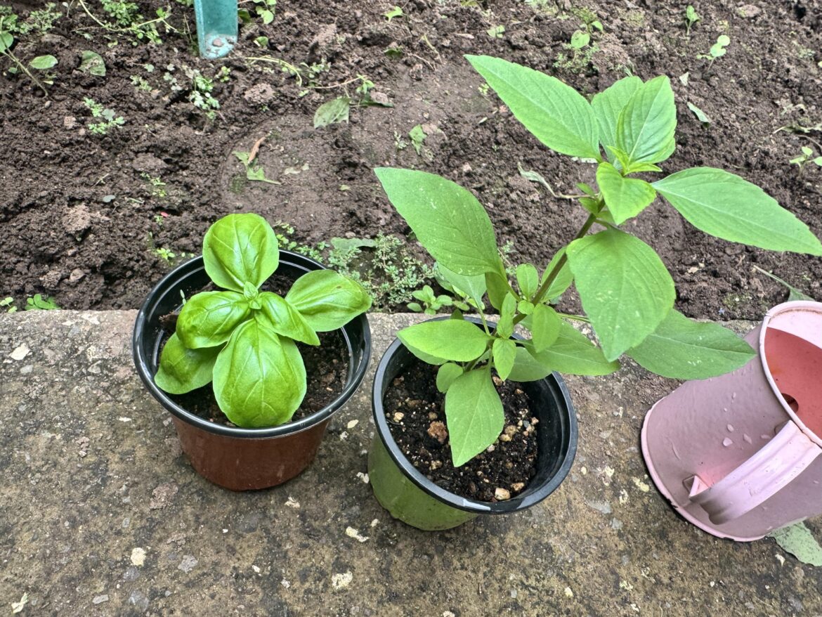 Do Genovese basil and Thai Basil have offer the same benefits to tomatoes as companion plants?