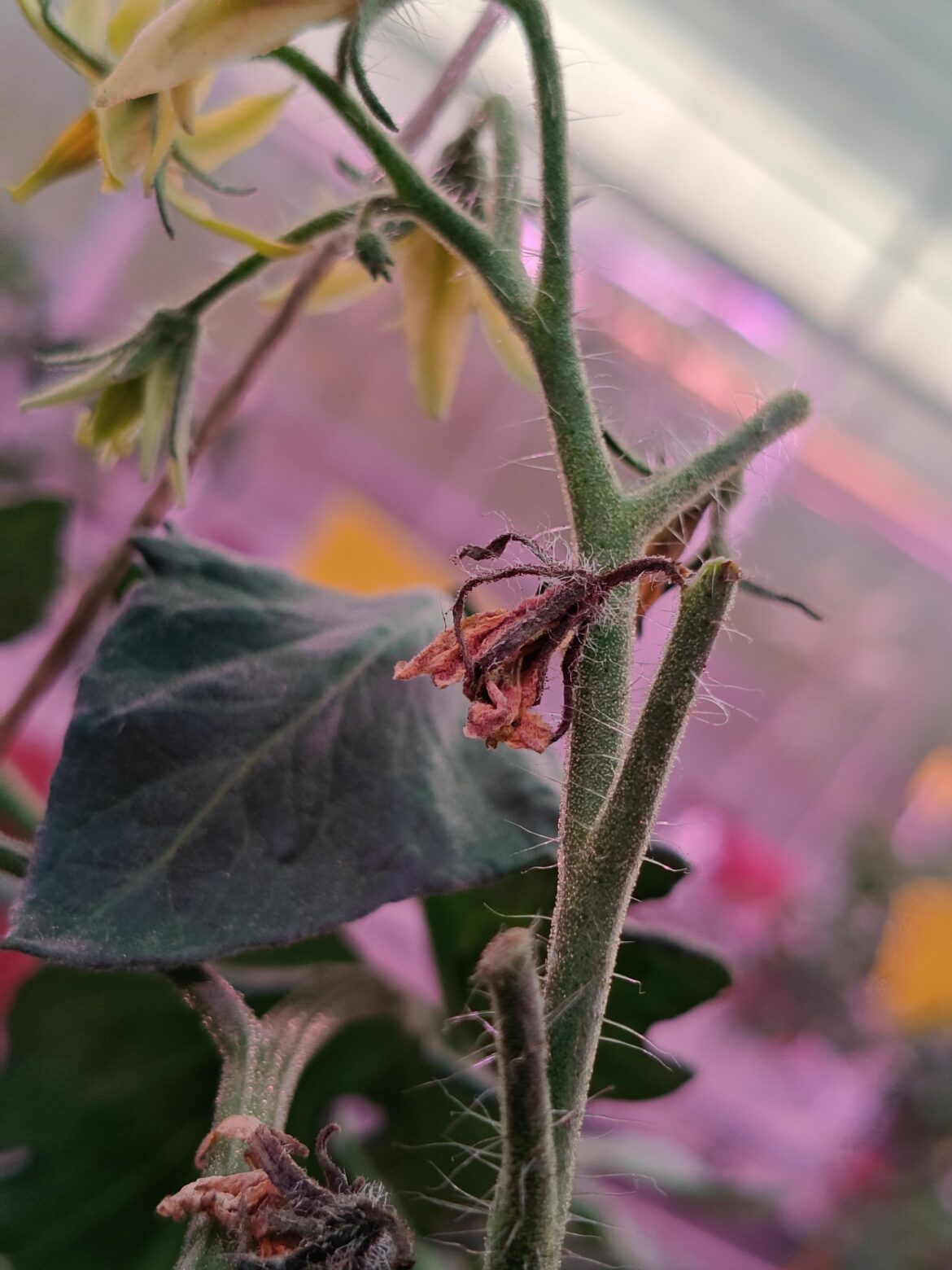 Tomato flowers keep drying up and falling off Tomato flowers keep drying up and falling off