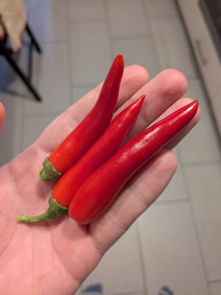 What are these called?