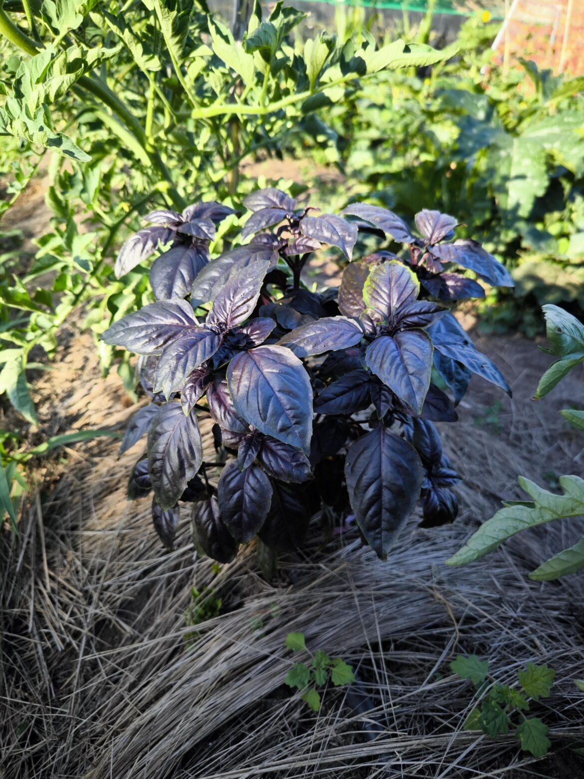 My purple basil