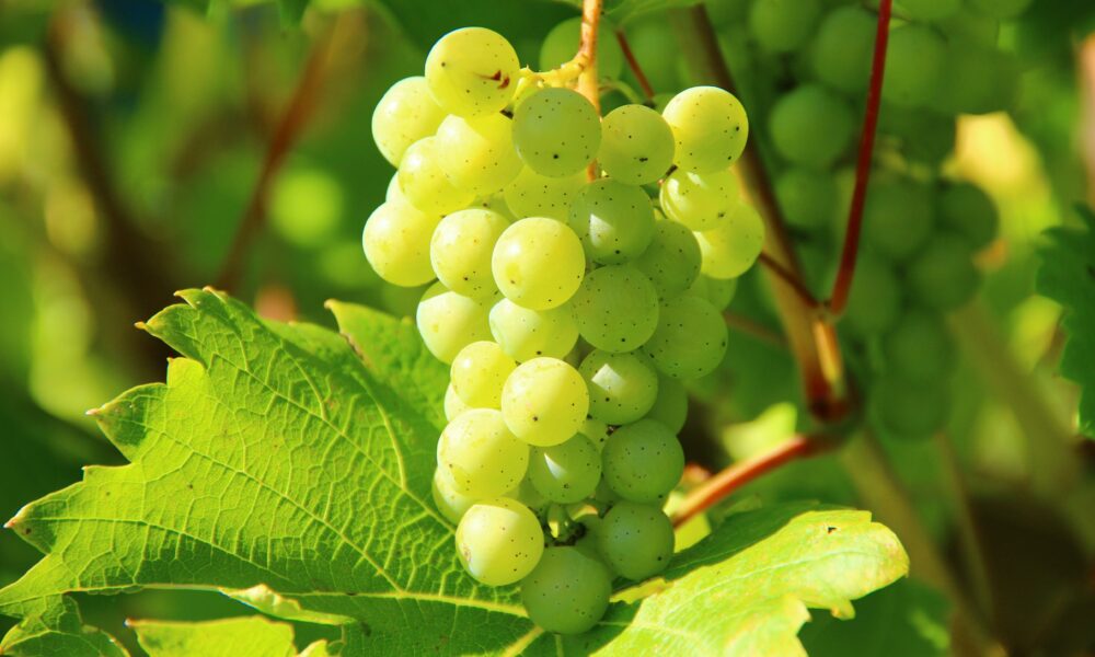 South African Wine Industry Enters 2026 with Renewed Optimism South African Wine Industry Enters 2026 with Renewed Optimism