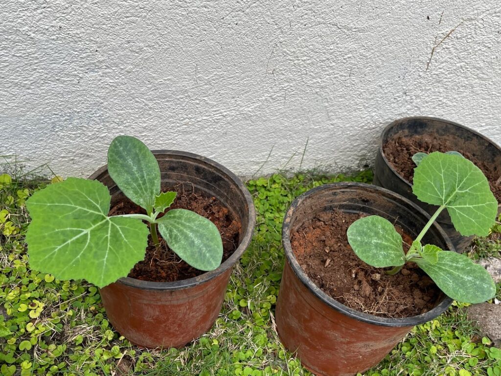 new gardener here for pumpkin advice!