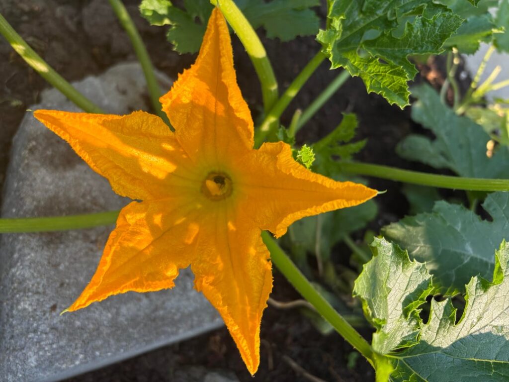 Anyone else enjoy breaded zucchini flowers?
