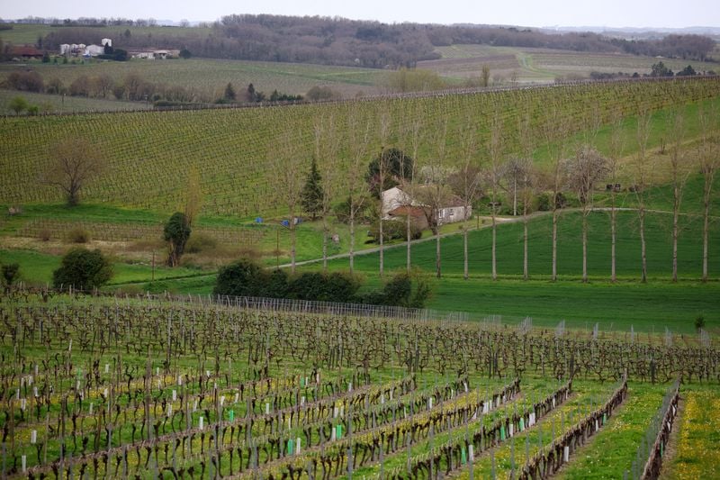 France to help wine industry with $150 million in aid for vines uprooting GBAF Logo