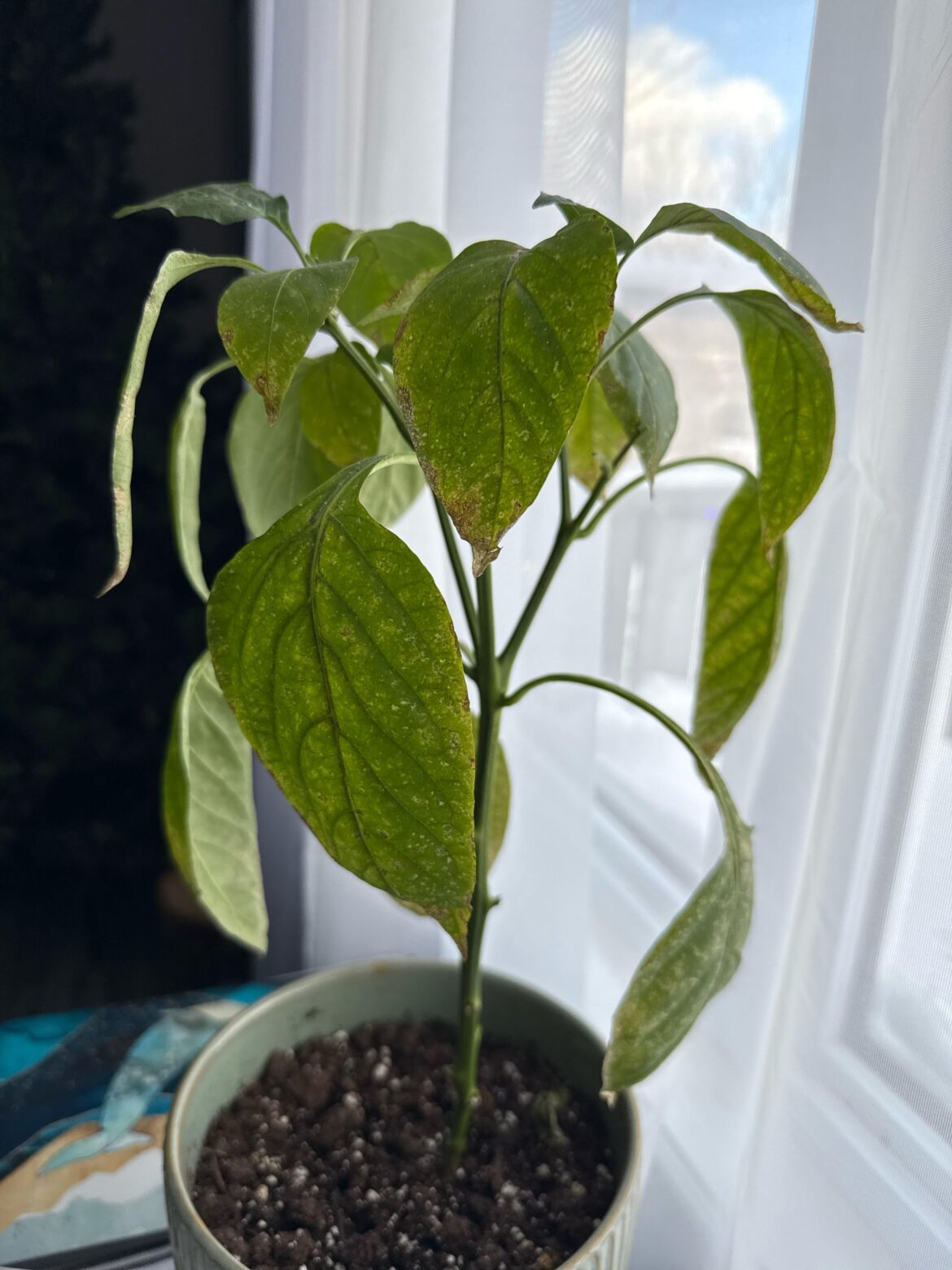 Trying to overwinter my pepper plant